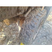 HONGYAN 908 8x4 Самосвал CQ3406HV39 (Дизельный, 8,7 л, 387 л.с., МТ)