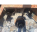 HONGYAN 908 8x4 Самосвал CQ3406HV39 (Дизельный, 8,7 л, 387 л.с., МТ)