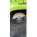 Shacman (Shaanxi) SX* 8x4 Самосвал SX33186W366C (Дизельный, 10,8 л, 441 л.с., МТ)