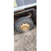 Shacman (Shaanxi) SX* 8x4 Самосвал SX331863366 (Дизельный, 12,5 л, 544 л.с., МТ)