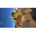 HBXG SD8* Бульдозер SD8N (Дизельный, 14 л, 349 л.с. АТ) HBXG SD8* Бульдозер SD8N (Дизельный, 14 л, 349 л.с. АТ)